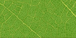 树叶底纹植物纹路绿色叶子纹理