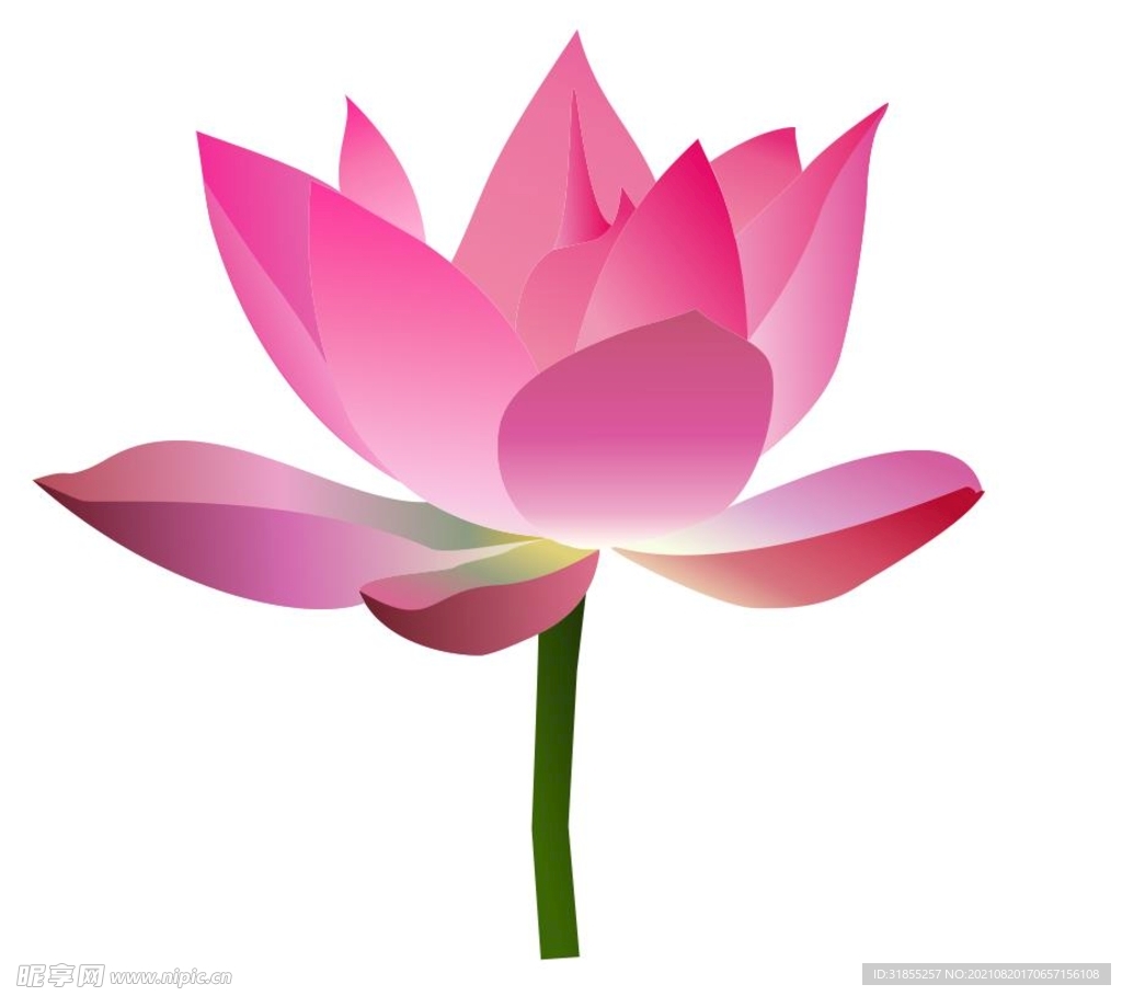 蓮花