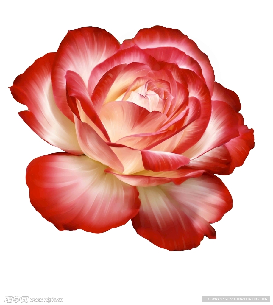 手繪花