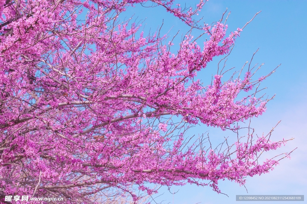 紫荊花