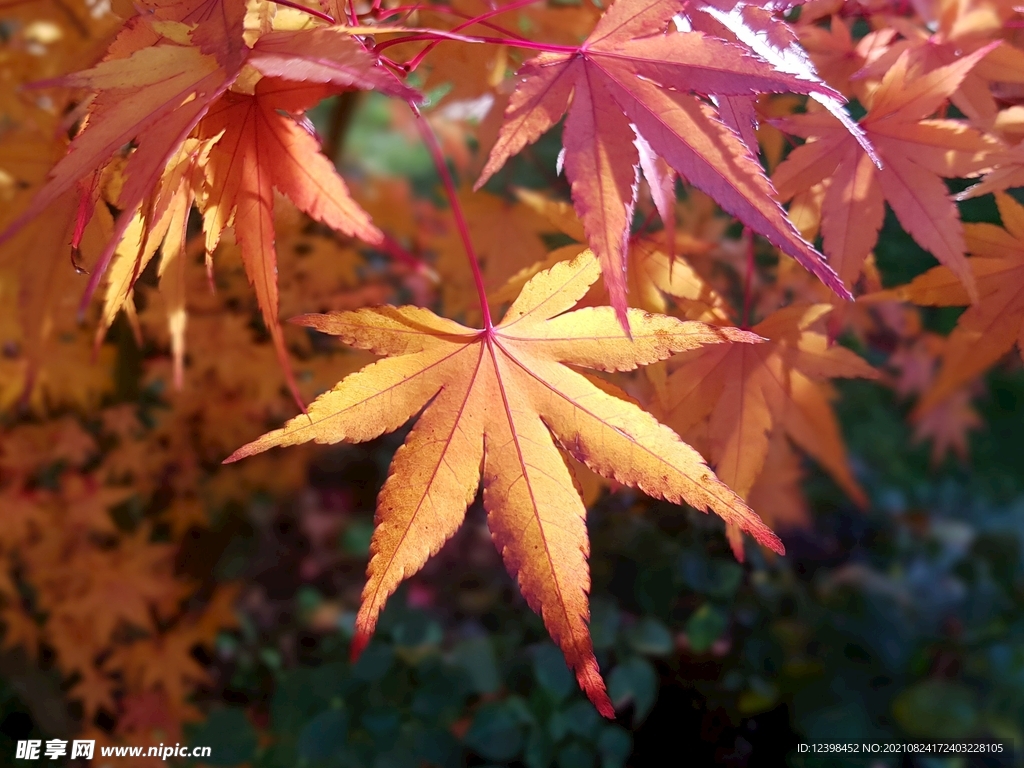 紅色的楓葉