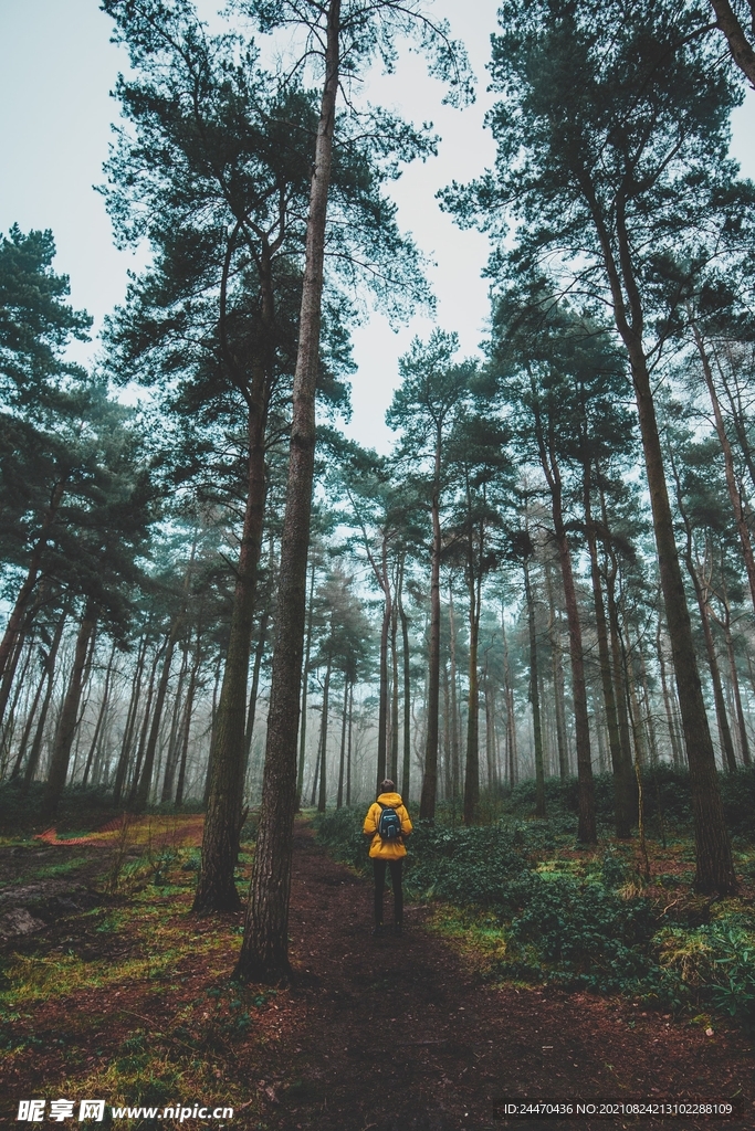 美麗風景風光 