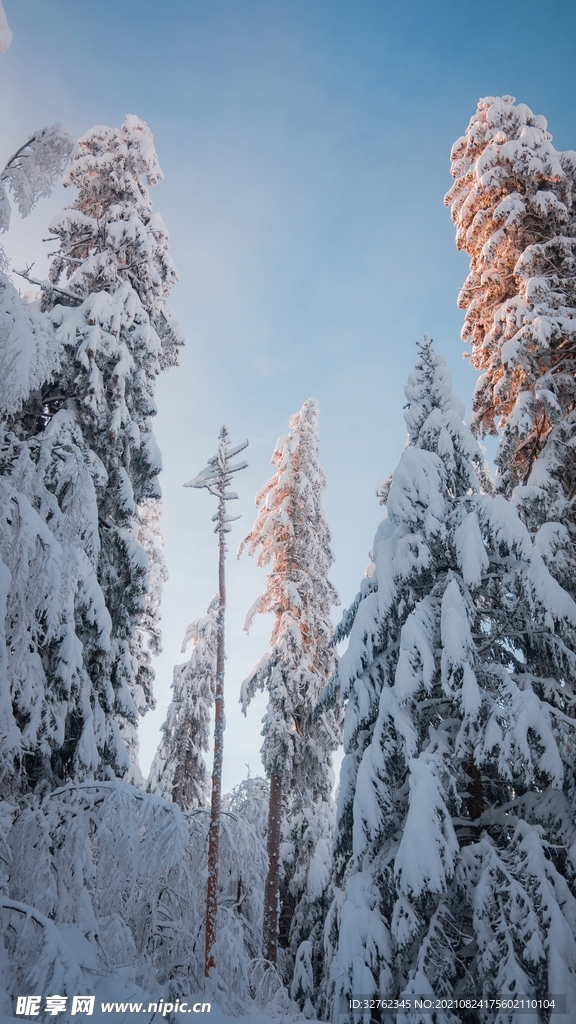 冬天 雪地 雪松