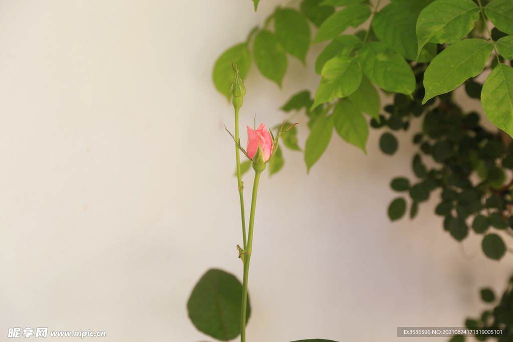 粉色花苞