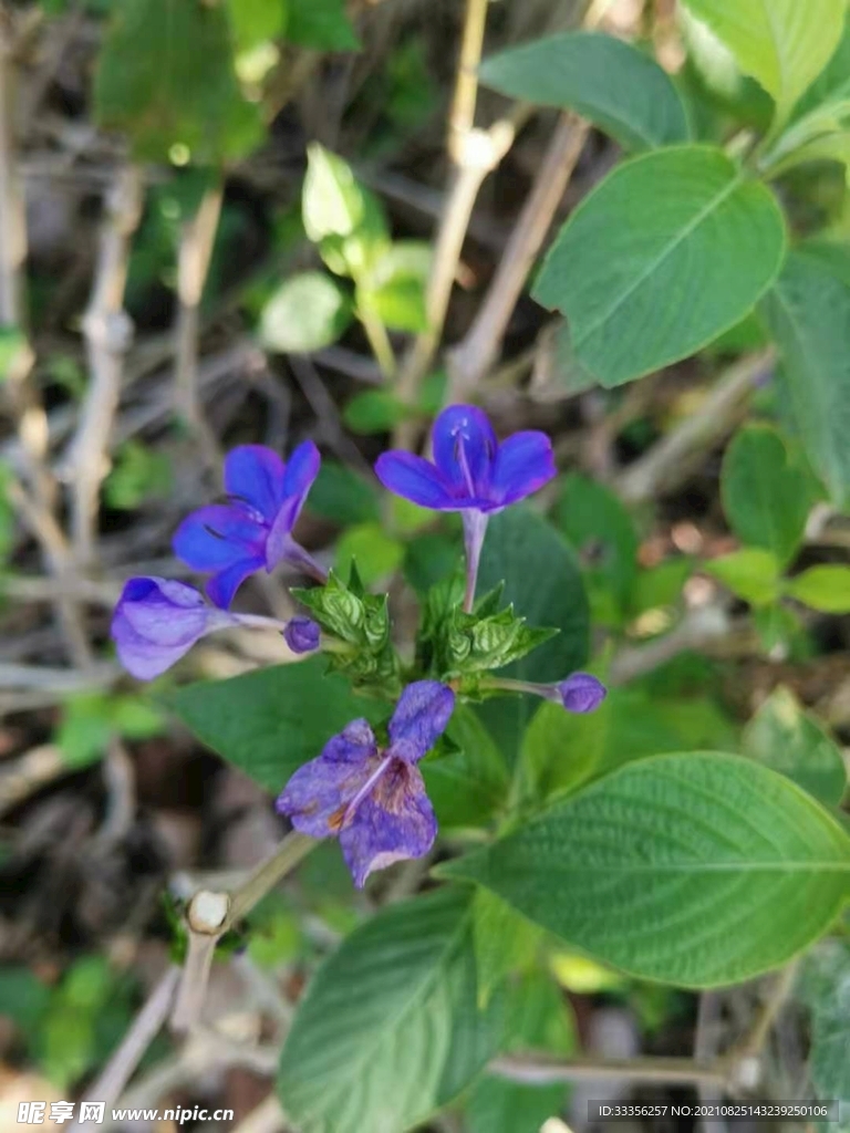 深藍色的花