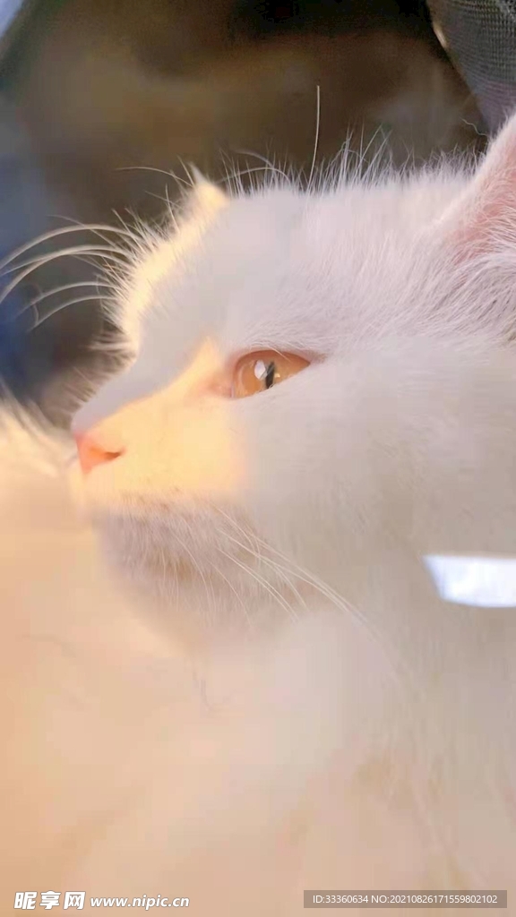 可愛的你