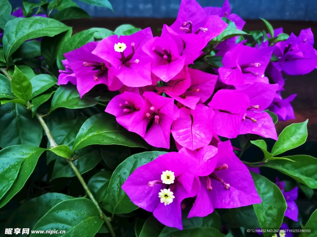 三角梅鮮花