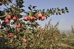 苹果园  静宁 苹果 红富士 