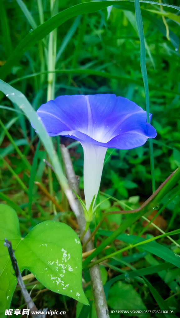 牽牛花