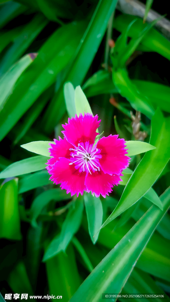 石竹花