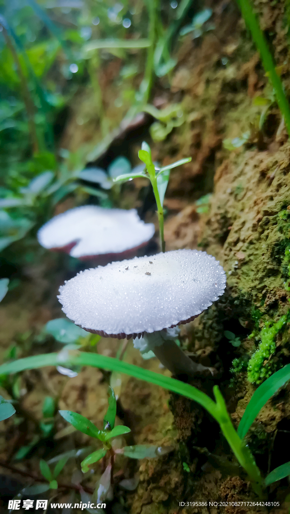蘑菇