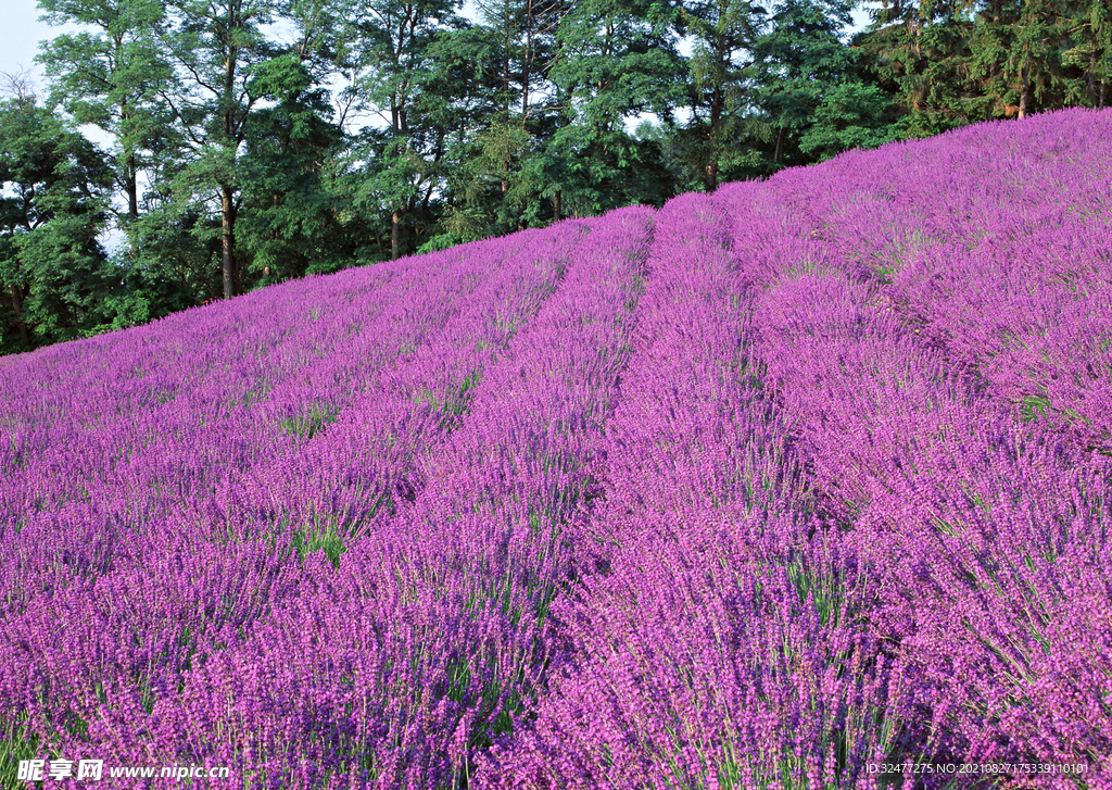 田园风景摄影