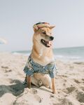 柴犬沙滩摄影