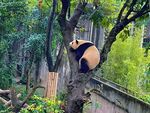 树上的熊猫