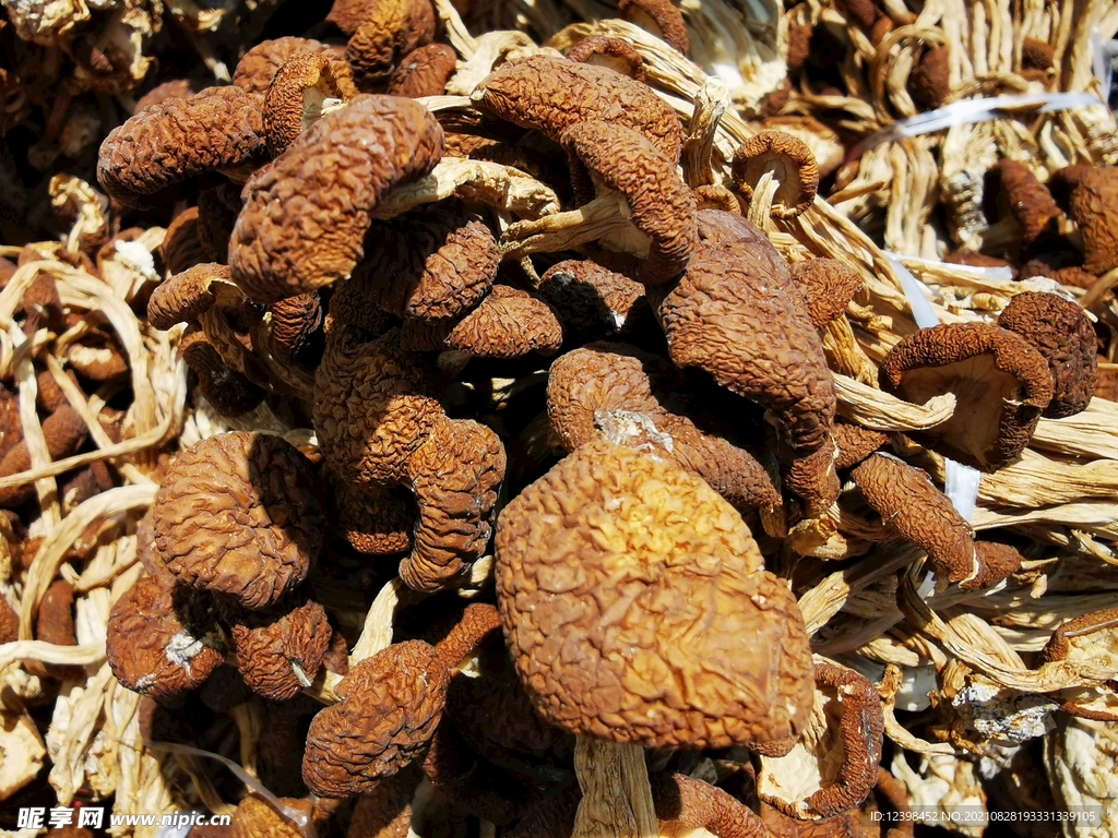 茶樹菇