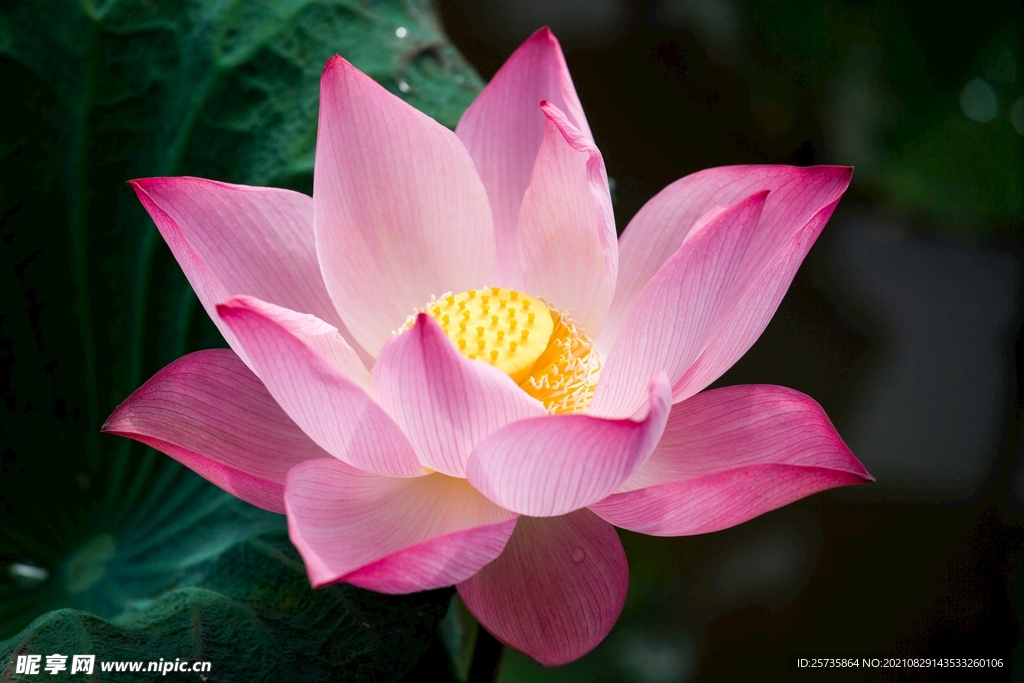 蓮花