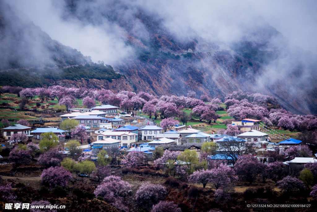 林芝桃花