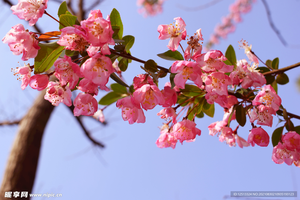 繁花