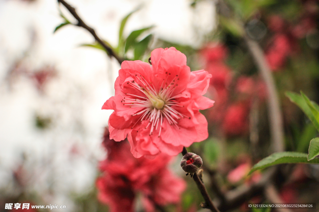 桃花
