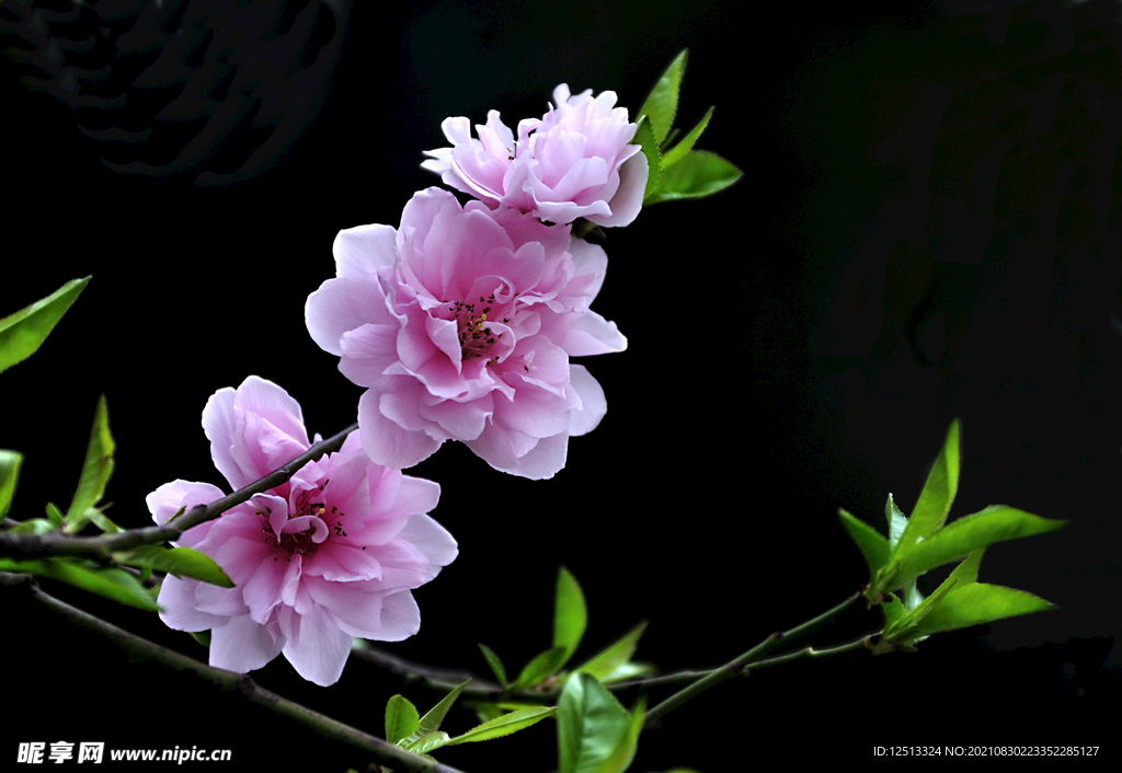 桃花