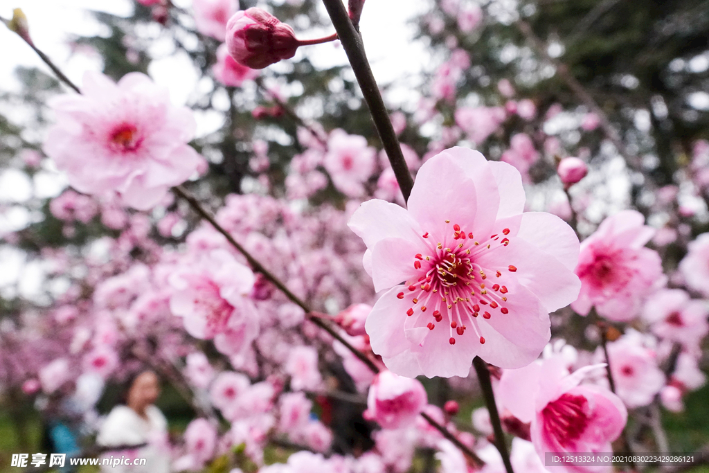 桃花