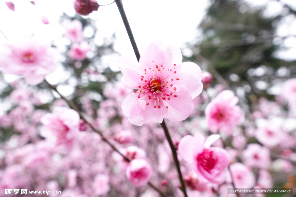 桃花