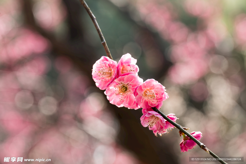 桃花