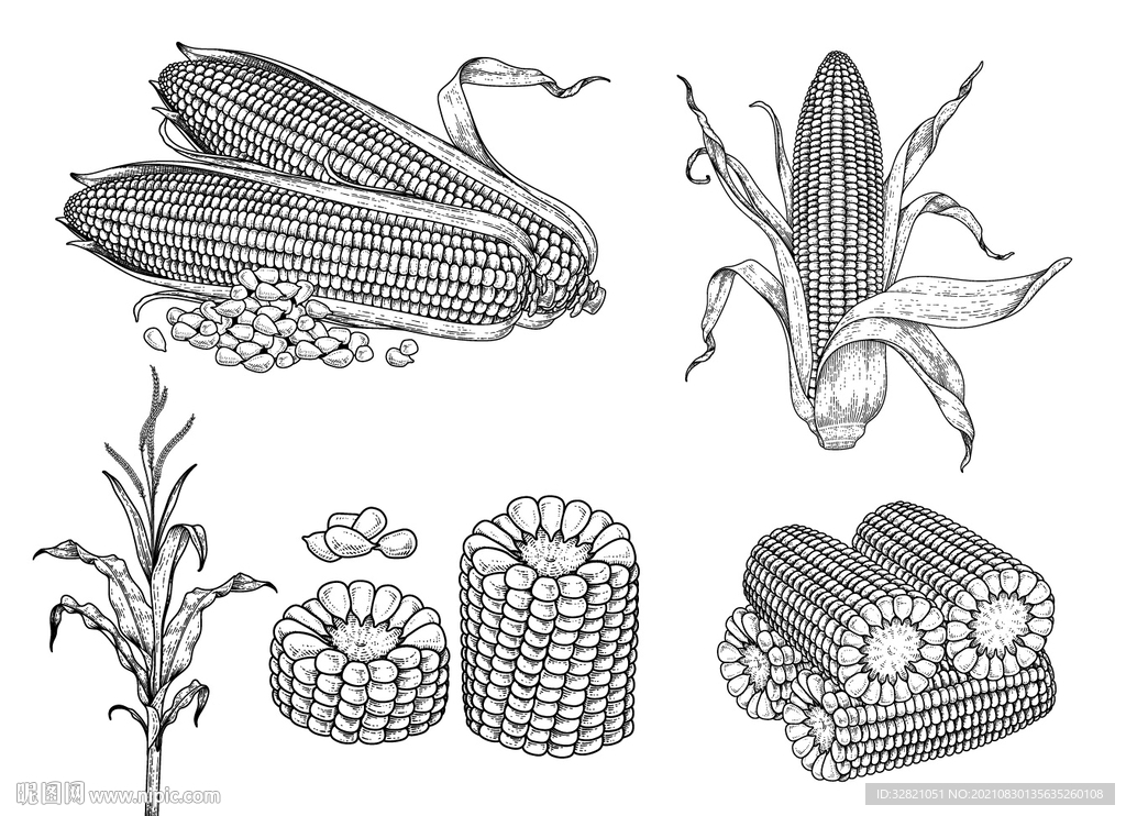 玉米素描手绘