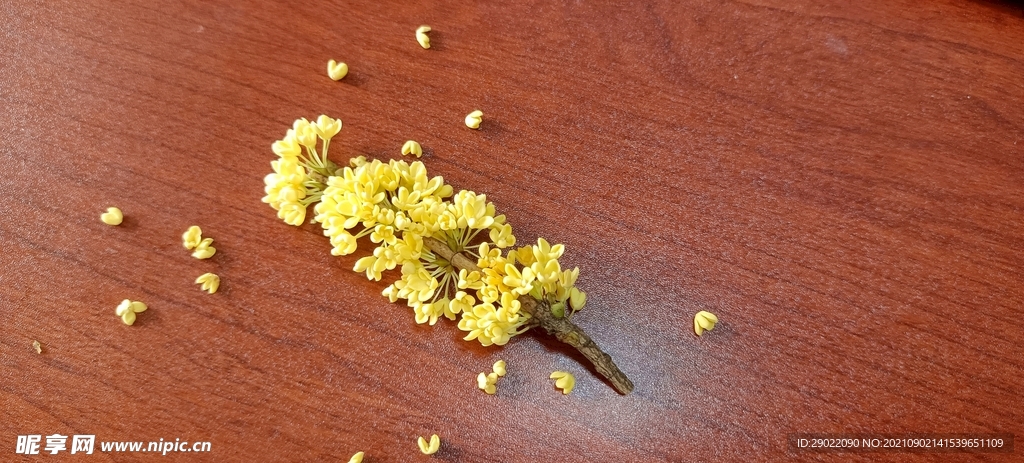 桂花