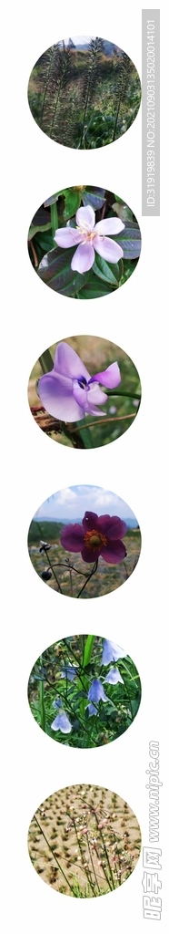花 草