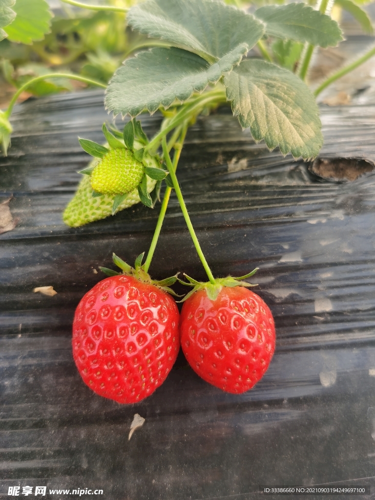草莓圖片