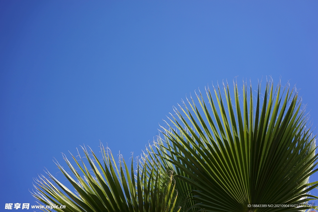 蓝天下的棕榈叶