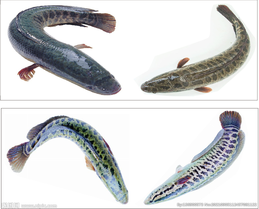 長壽魚圖片