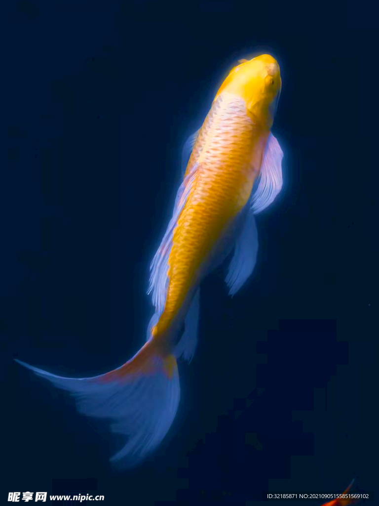 魚圖片