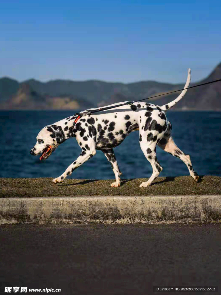 狗圖片