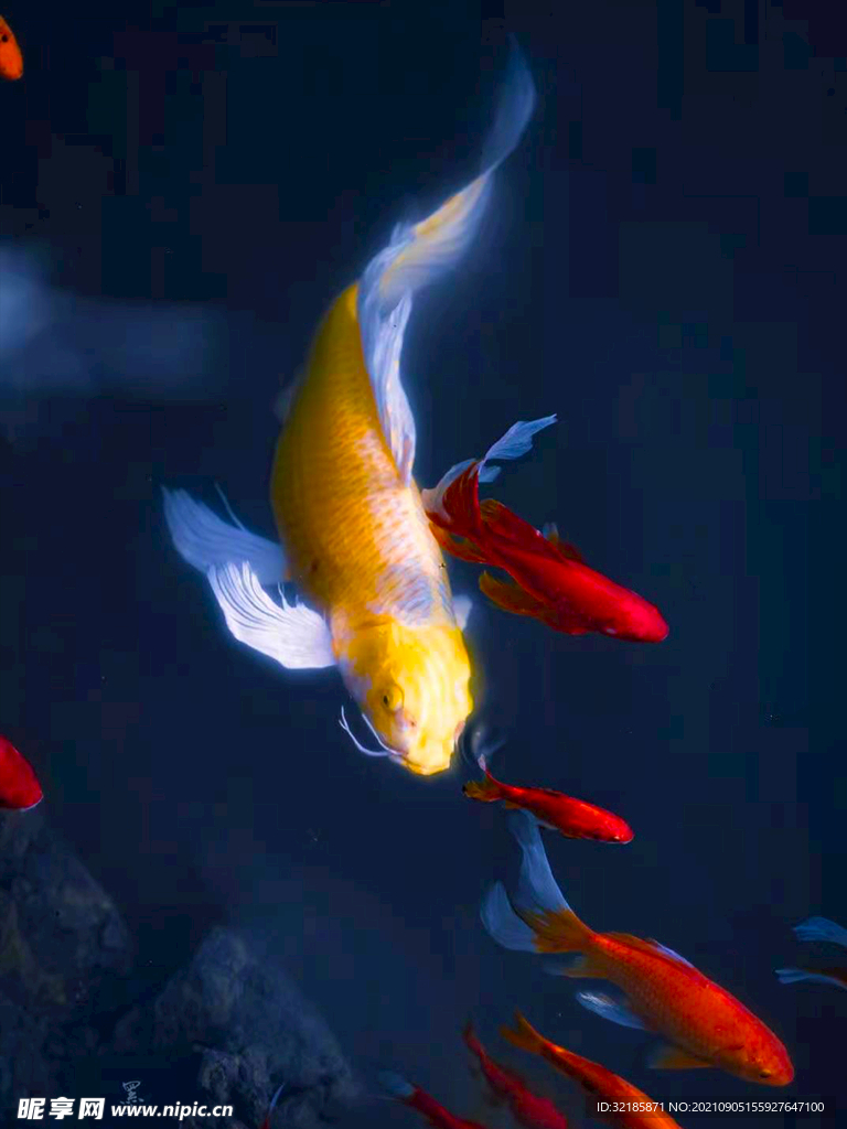 金魚圖片