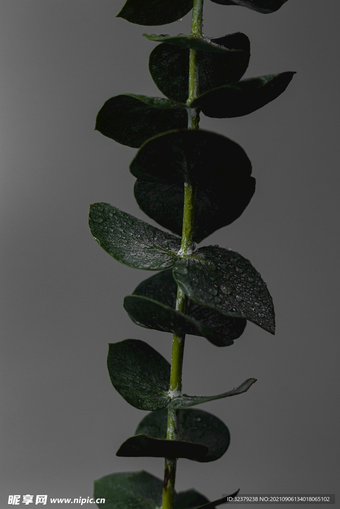 植物照片