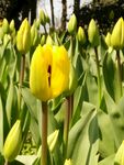 郁金香 花卉