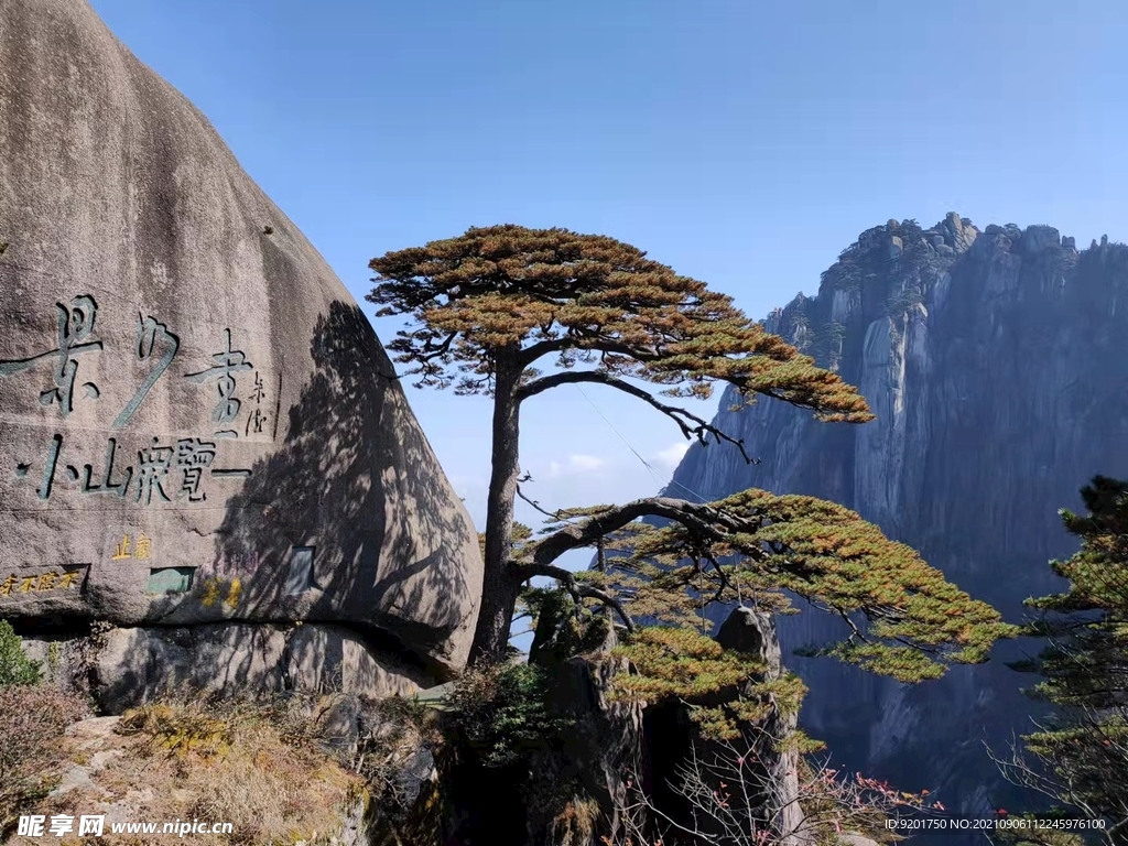 黃山迎客松