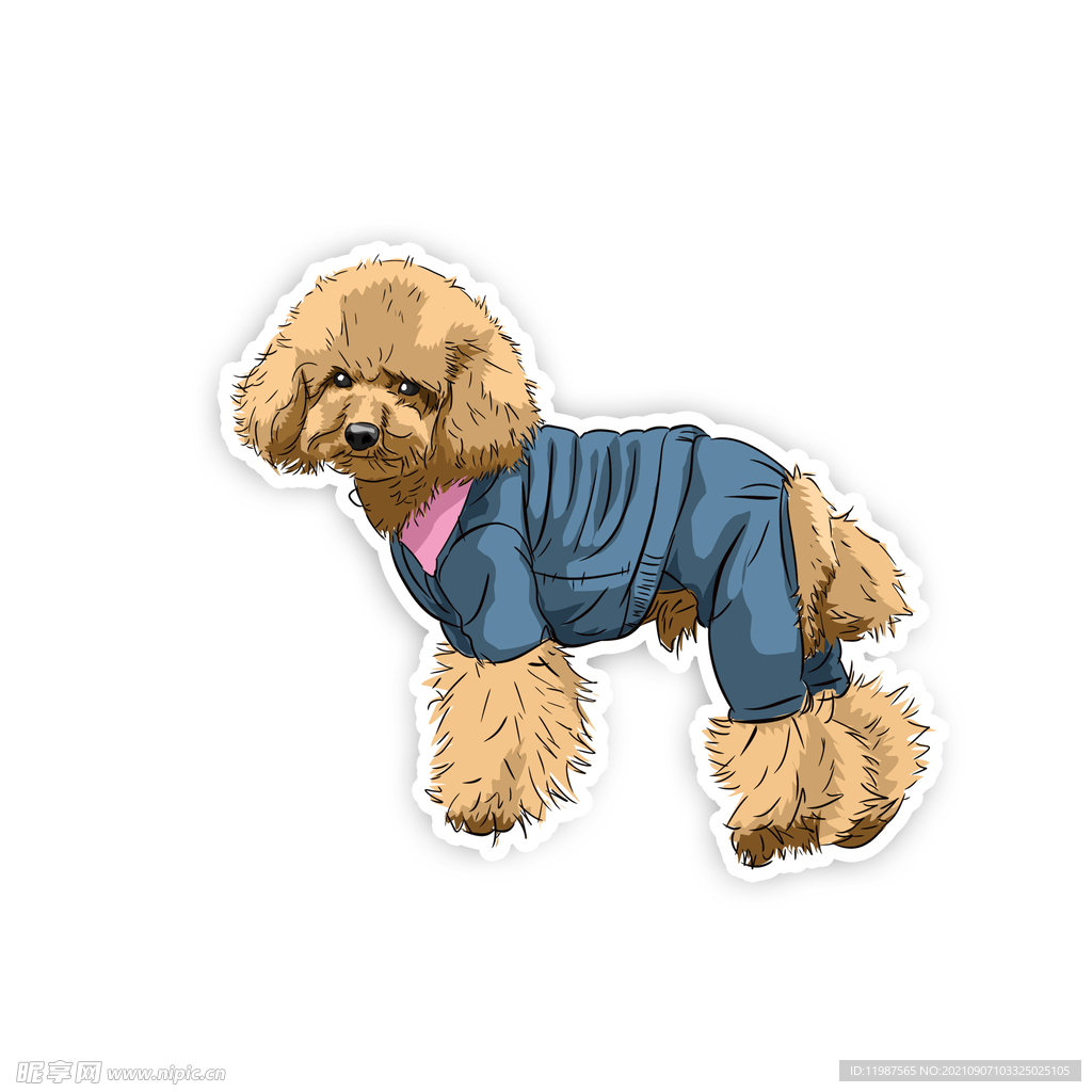 泰迪犬宠物狗穿衣服的狗犬宠物