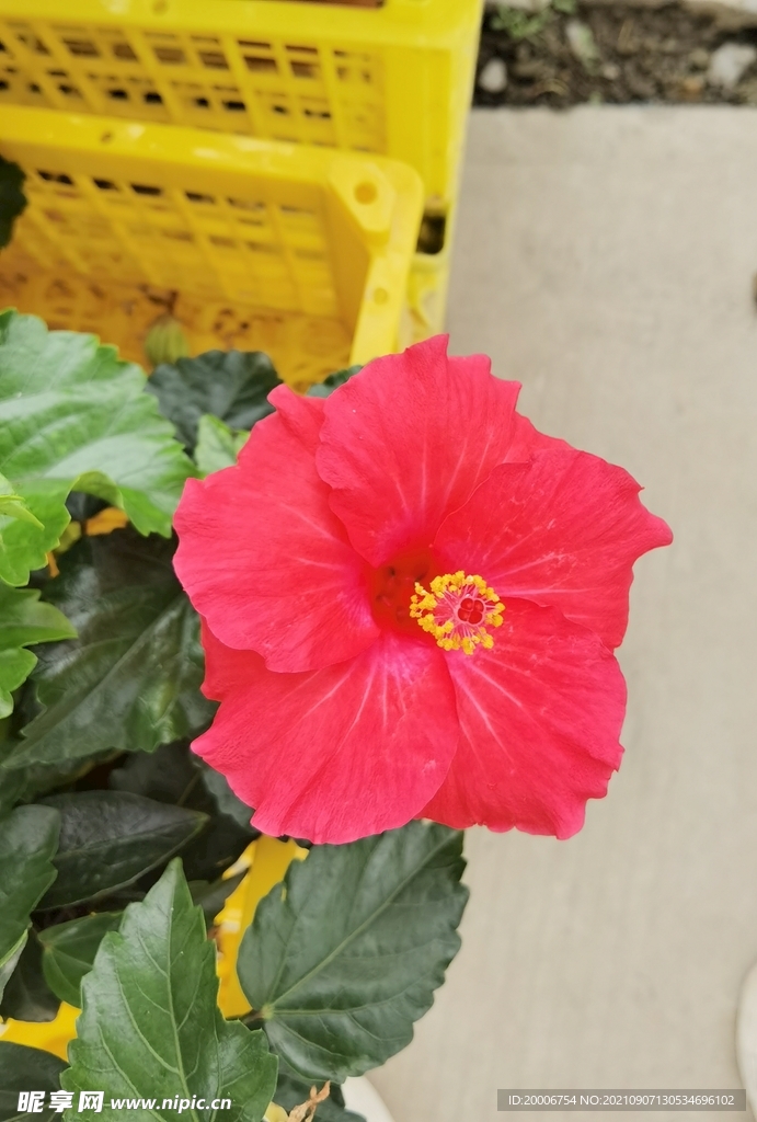 花朵的細(xì)節(jié)