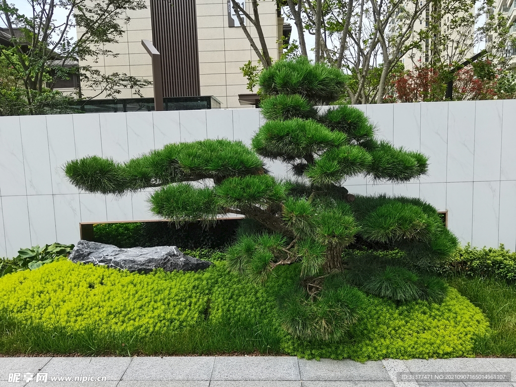 黑松