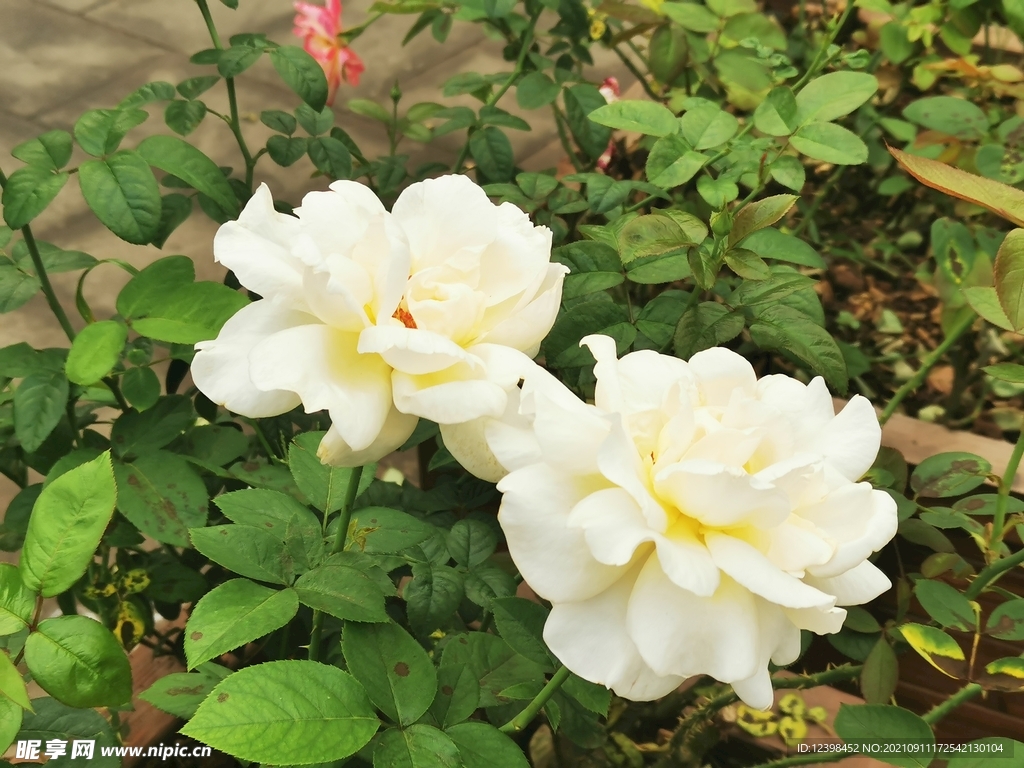 白色月季花