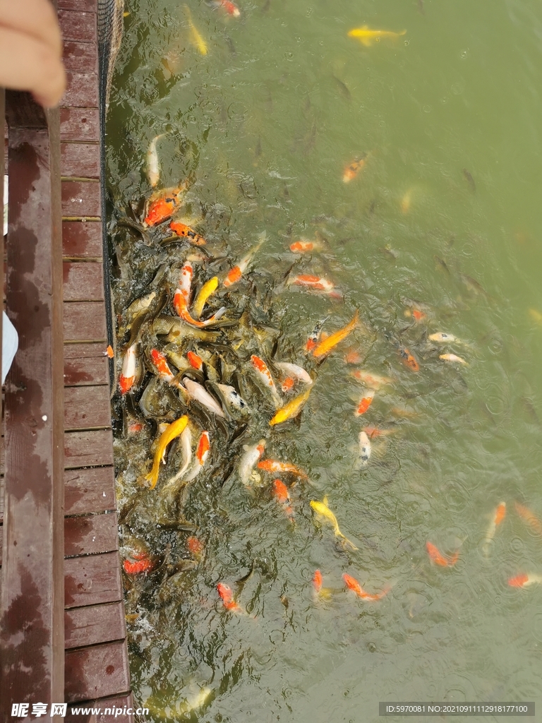 河中錦鯉