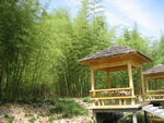 竹
