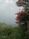 姑婆山杜鹃花