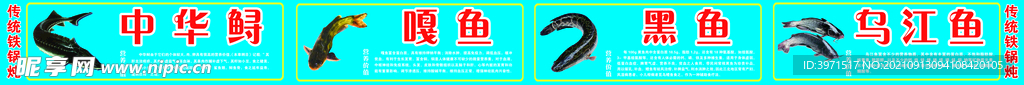 展板中華鱘 黑魚 嘎魚 烏江魚