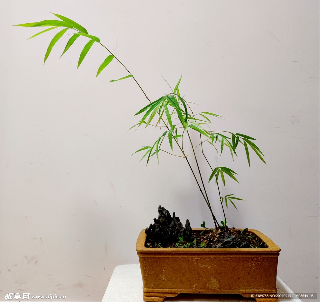 內門竹