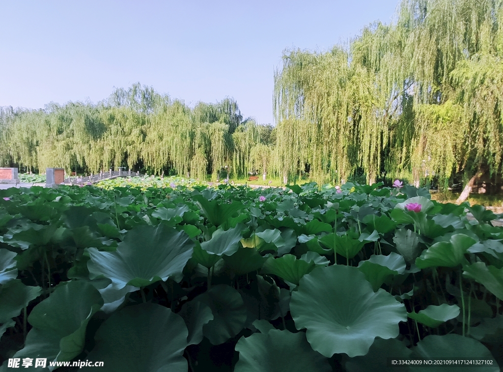 河南牧业经济 学院 情人湖 荷