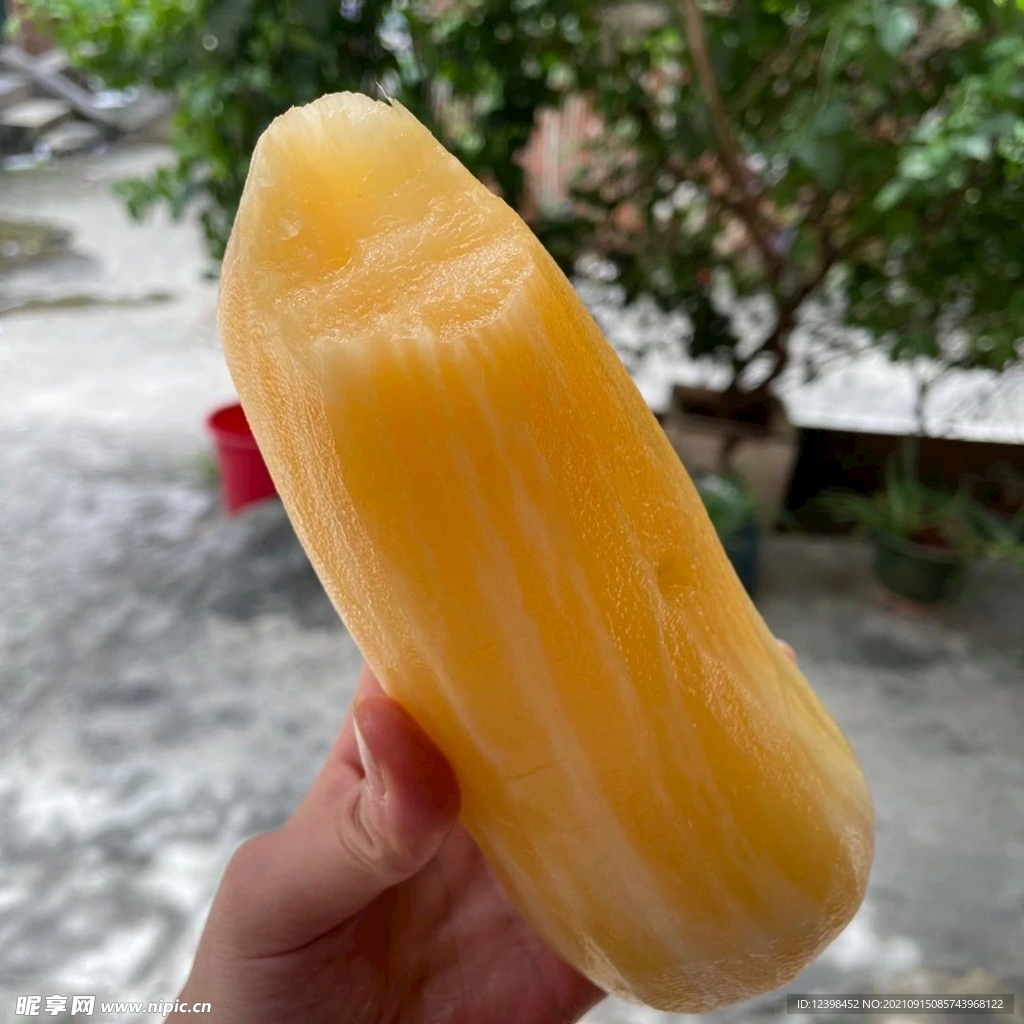 雪蓮